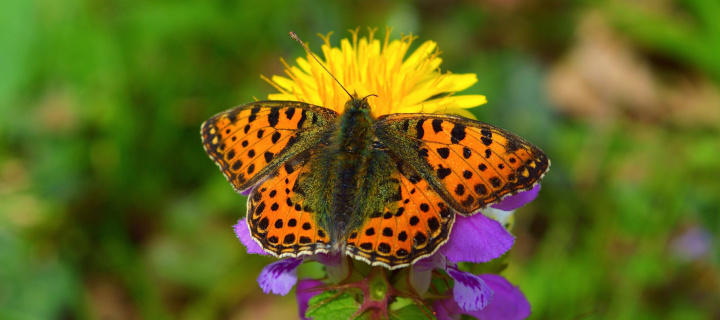 Das Spring Butterfly Macro Wallpaper 720x320