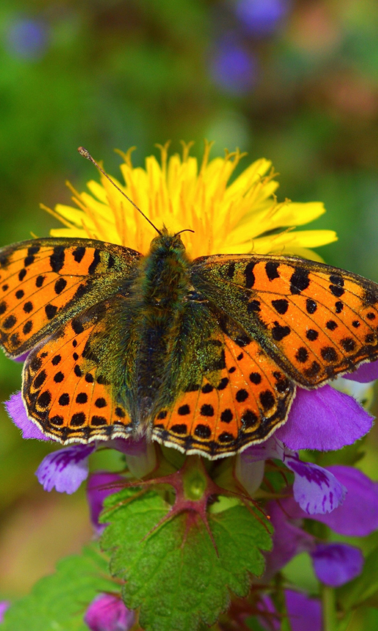 Fondo de pantalla Spring Butterfly Macro 768x1280