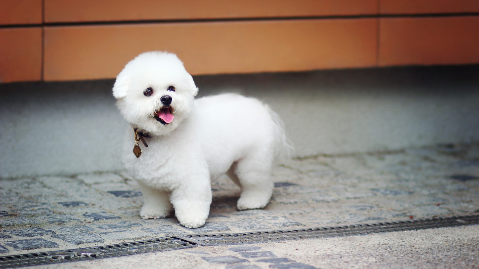 Sfondi White Plush Puppy 1600x900