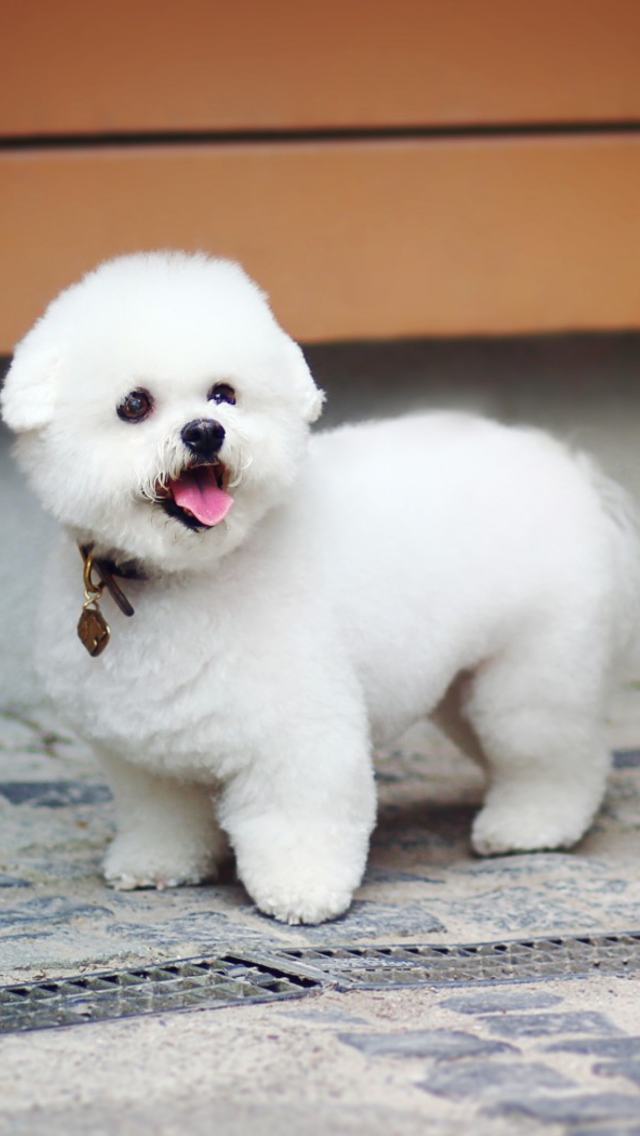 Das White Plush Puppy Wallpaper 640x1136