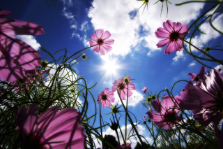 Purple Flowers Sunny Field - Obrázkek zdarma pro 480x320