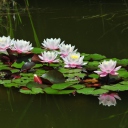 Обои Pink Water Lilies 128x128