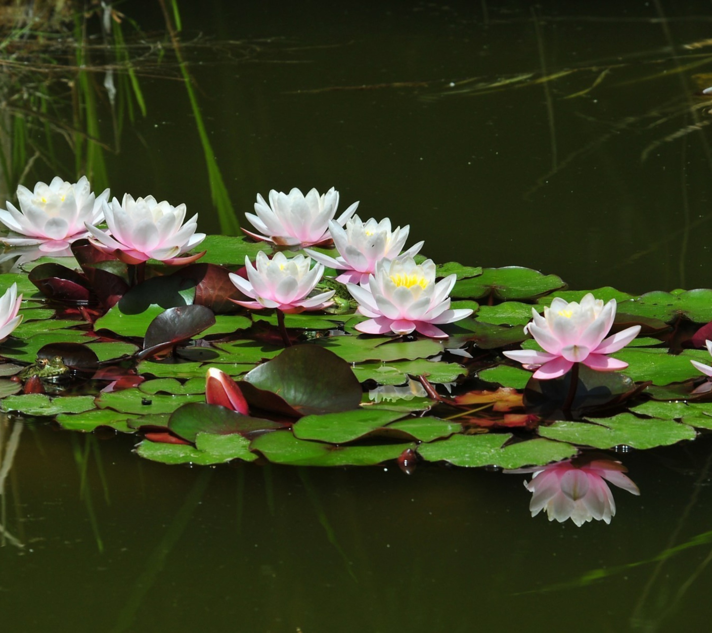 Fondo de pantalla Pink Water Lilies 1440x1280