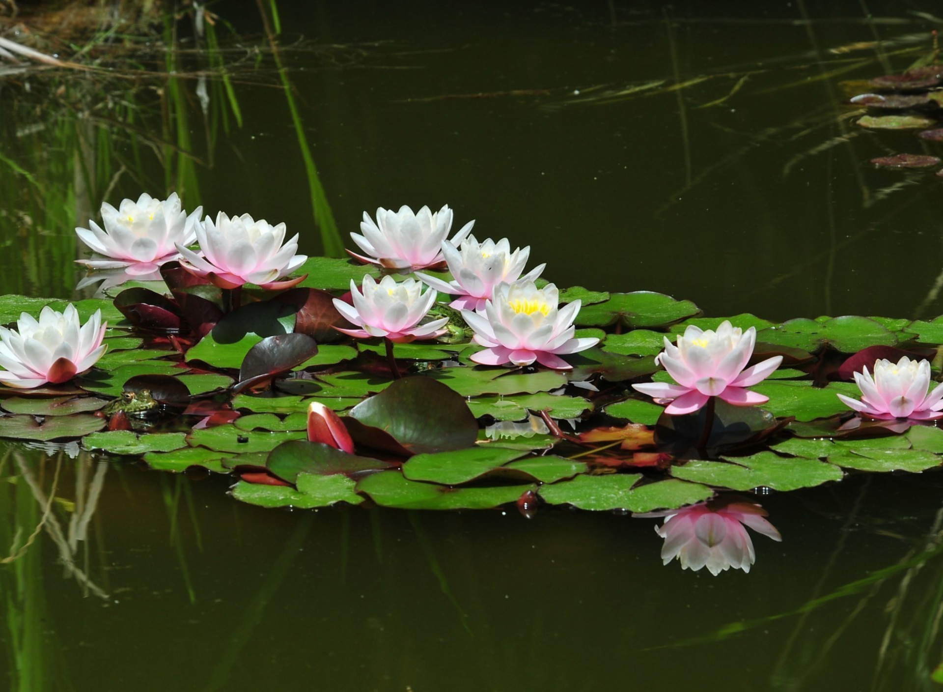 Pink Water Lilies wallpaper 1920x1408