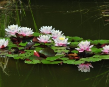 Screenshot №1 pro téma Pink Water Lilies 220x176