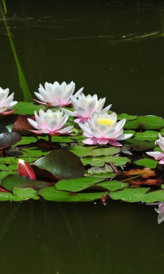 Sfondi Pink Water Lilies 240x400