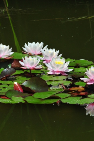 Das Pink Water Lilies Wallpaper 320x480