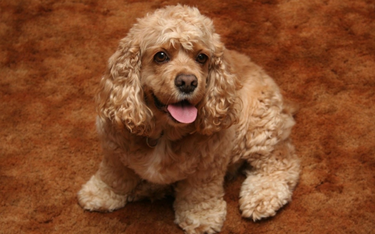 Обои Cocker Spaniel 1280x800