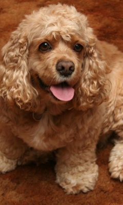 Sfondi Cocker Spaniel 240x400