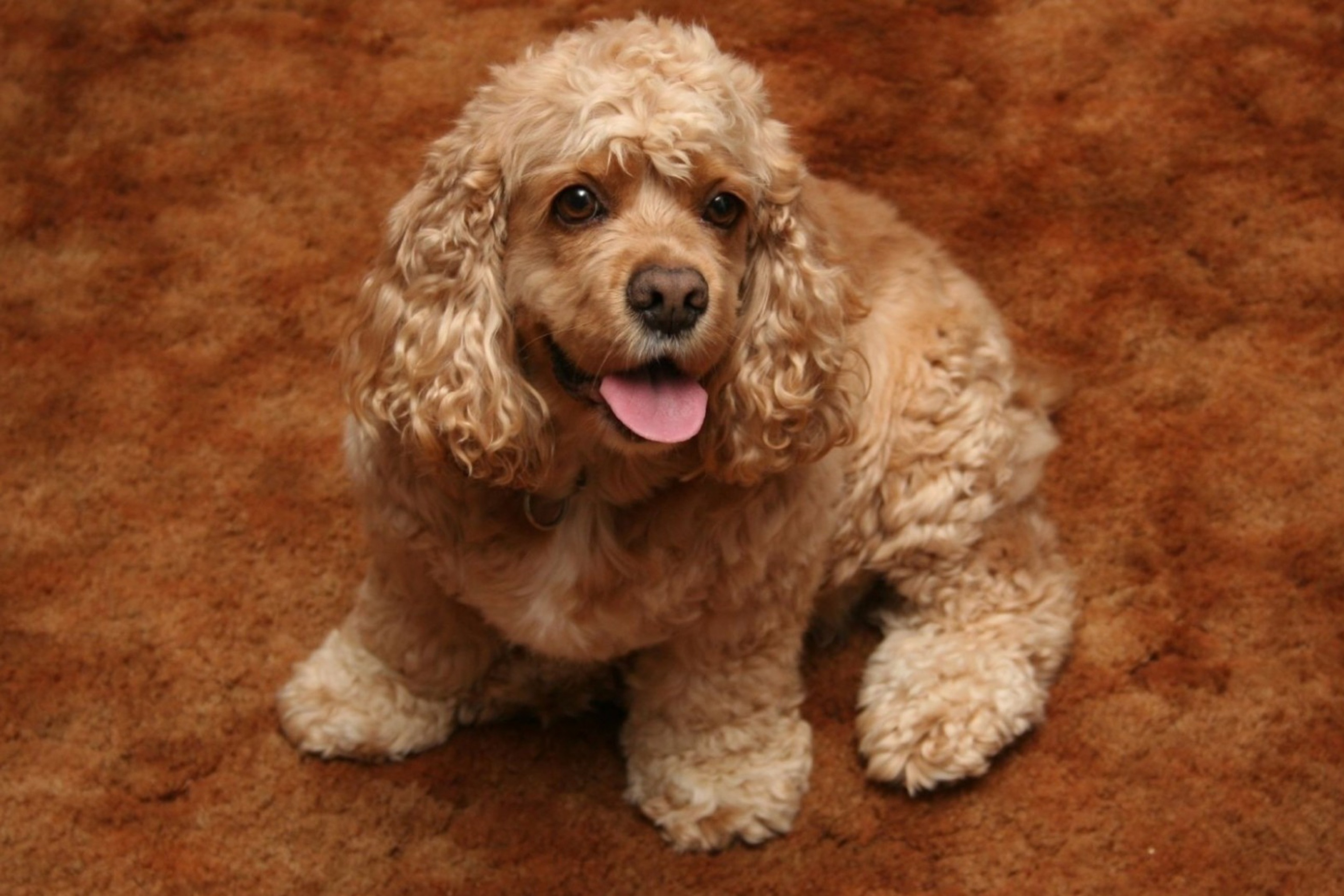 Cocker Spaniel screenshot #1 2880x1920