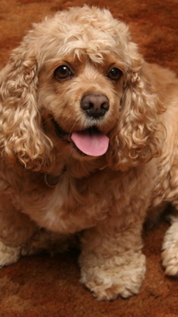 Cocker Spaniel screenshot #1 360x640