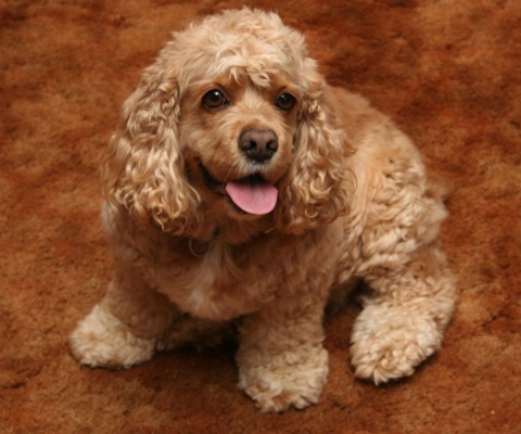 Das Cocker Spaniel Wallpaper 480x400