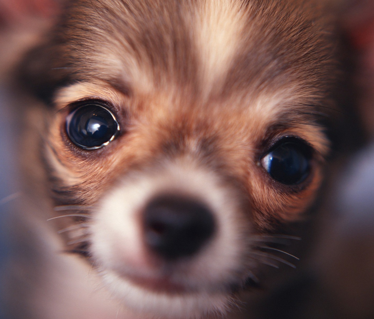 Screenshot №1 pro téma Cute Little Dog 1200x1024
