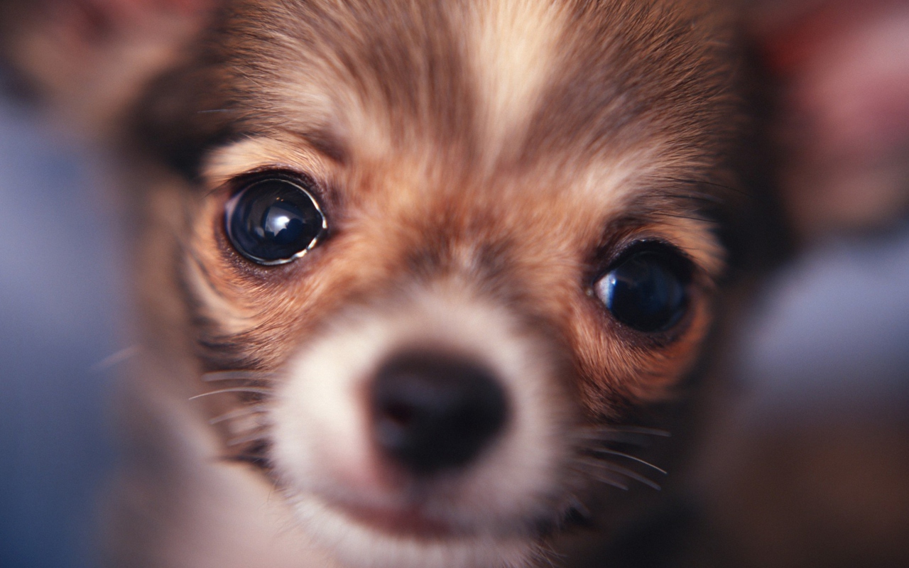 Screenshot №1 pro téma Cute Little Dog 1280x800
