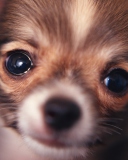 Screenshot №1 pro téma Cute Little Dog 128x160