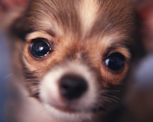 Sfondi Cute Little Dog 220x176