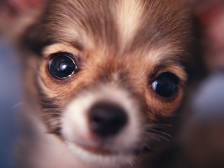 Screenshot №1 pro téma Cute Little Dog 320x240