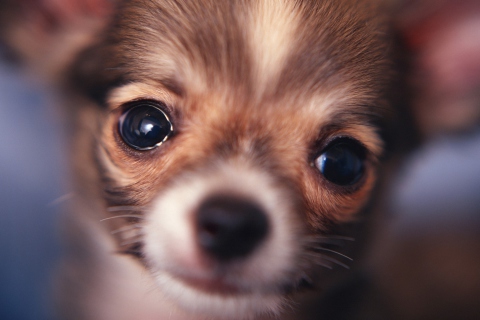 Fondo de pantalla Cute Little Dog 480x320