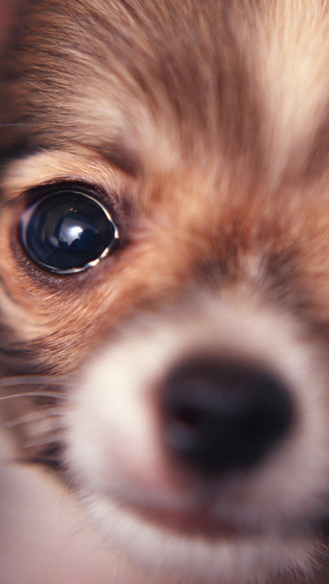 Das Cute Little Dog Wallpaper 640x1136