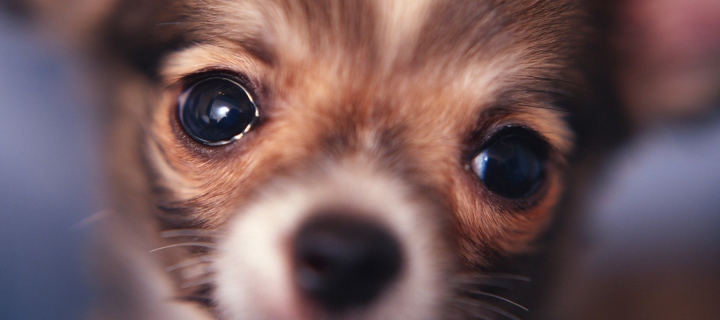 Screenshot №1 pro téma Cute Little Dog 720x320