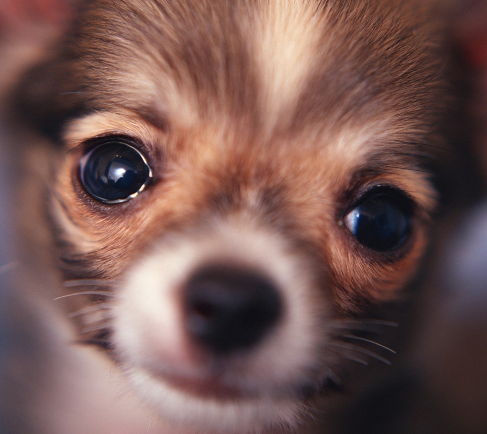 Das Cute Little Dog Wallpaper 960x854