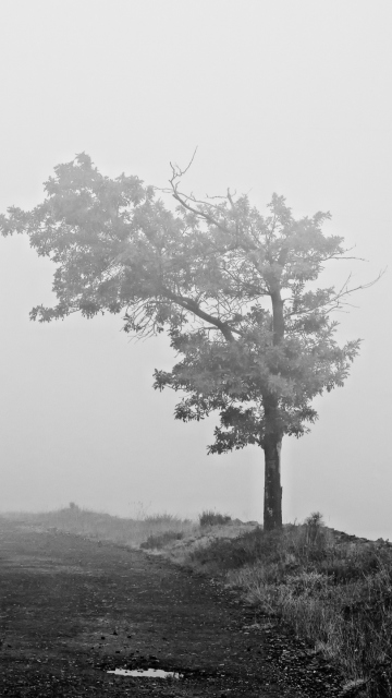Sfondi Lonely Tree 360x640