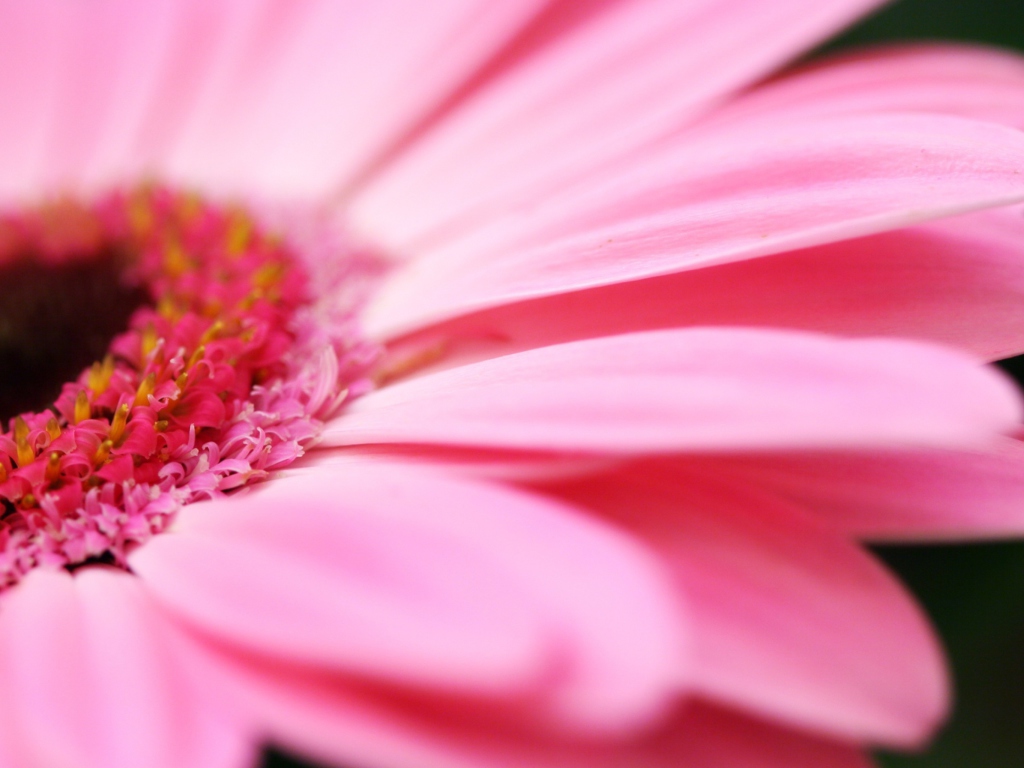 Sfondi Pink Gerbera Close Up 1024x768