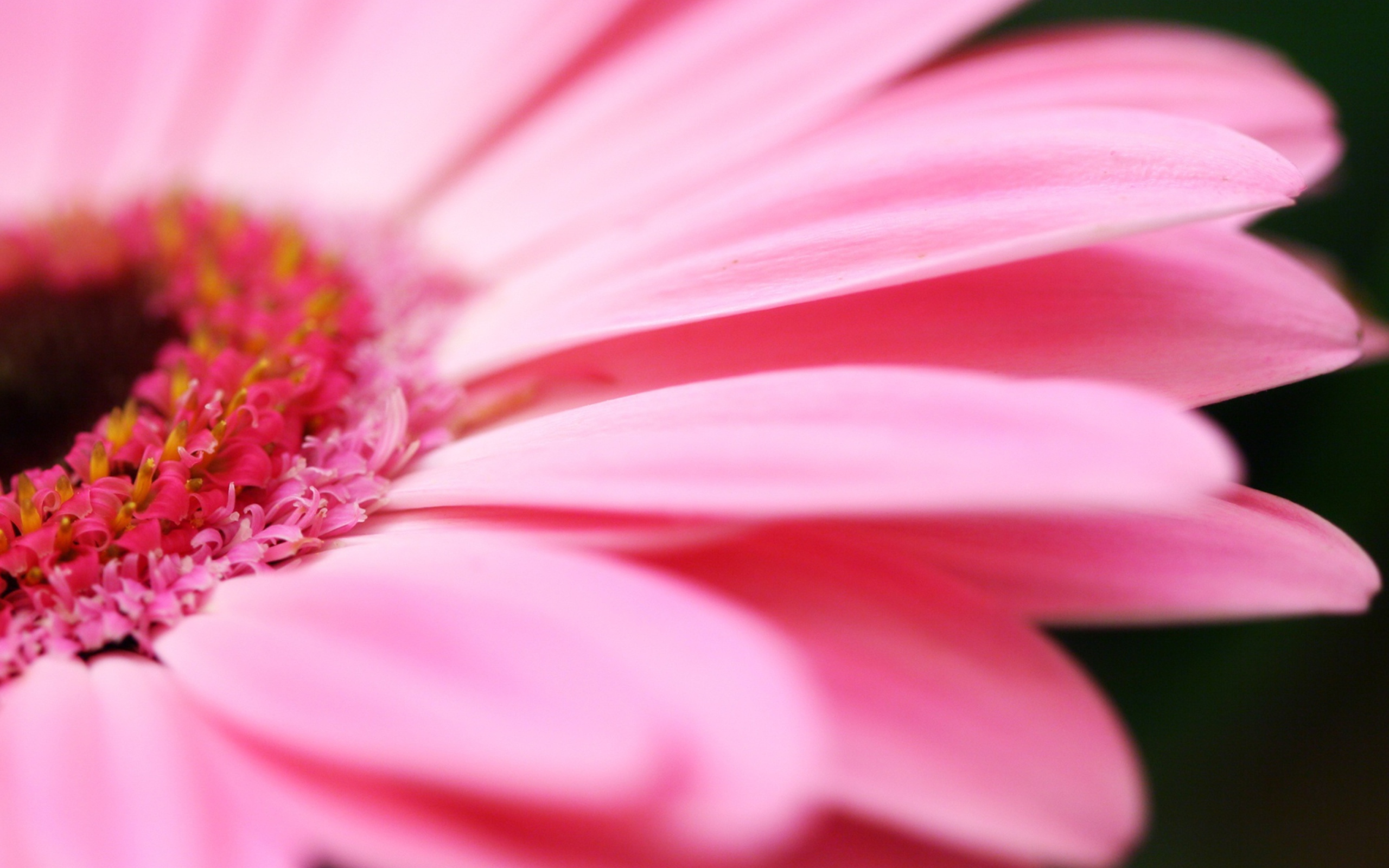 Sfondi Pink Gerbera Close Up 2560x1600