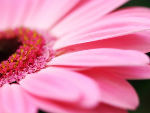 Pink Gerbera Close Up wallpaper 640x480