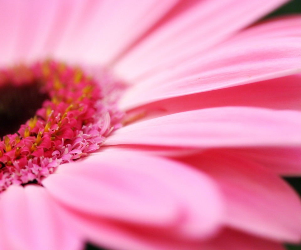 Das Pink Gerbera Close Up Wallpaper 960x800