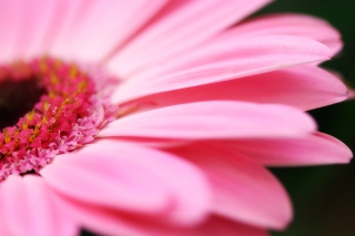 Free Pink Gerbera Close Up Picture for Android, iPhone and iPad