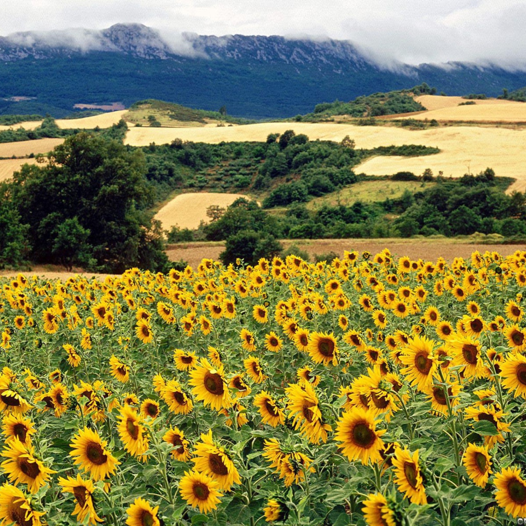 Das Sunflower Field Wallpaper 1024x1024