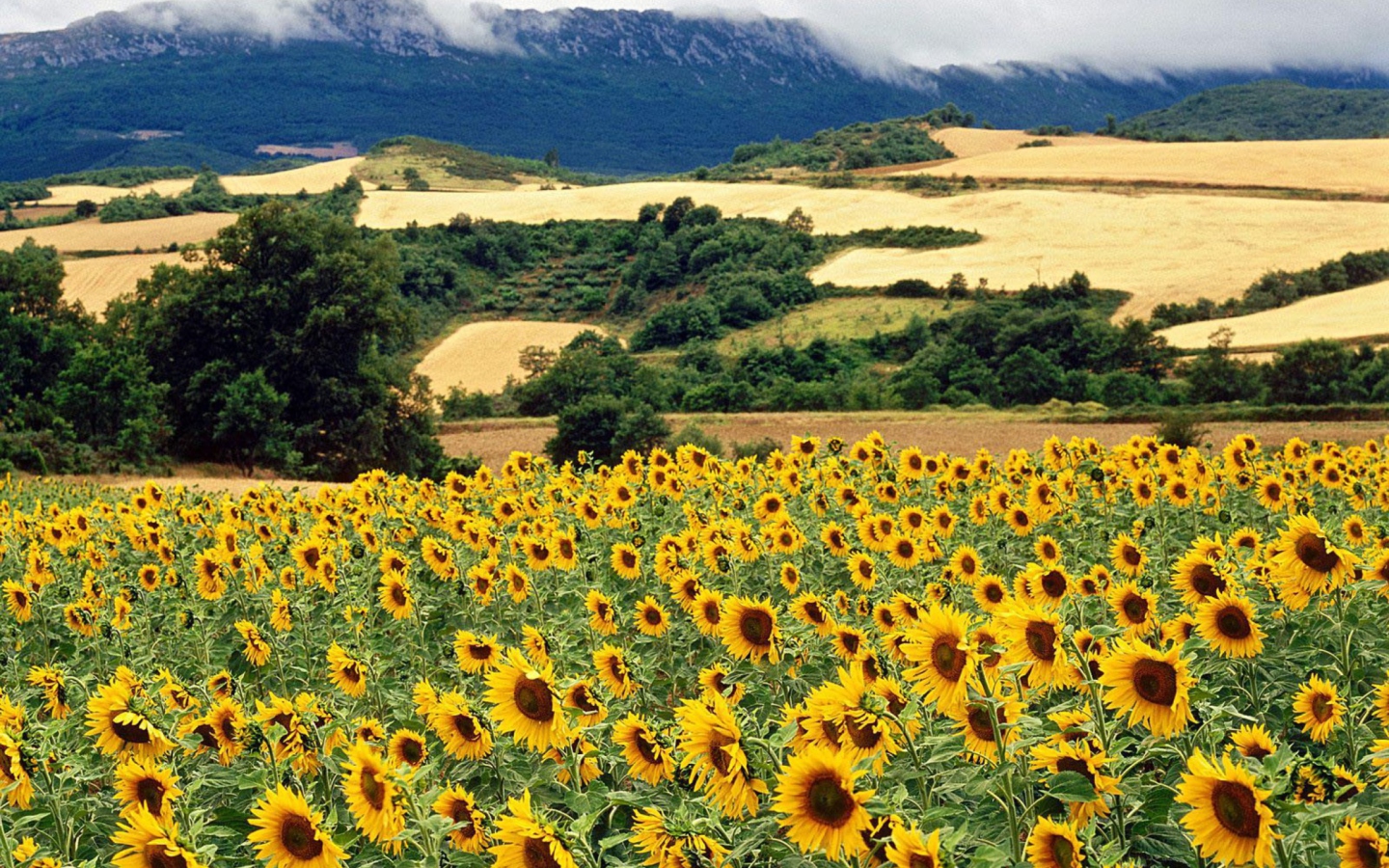 Обои Sunflower Field 1440x900