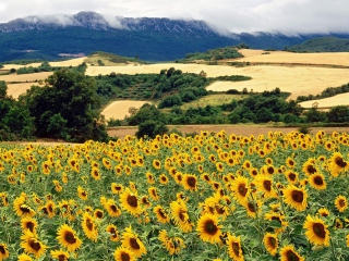Das Sunflower Field Wallpaper 320x240