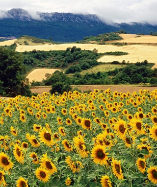 Sunflower Field - Obrázkek zdarma pro iPhone 4S