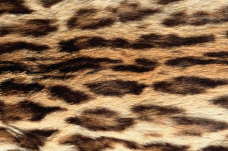 Animal Texture - Obrázkek zdarma pro Samsung Galaxy A5