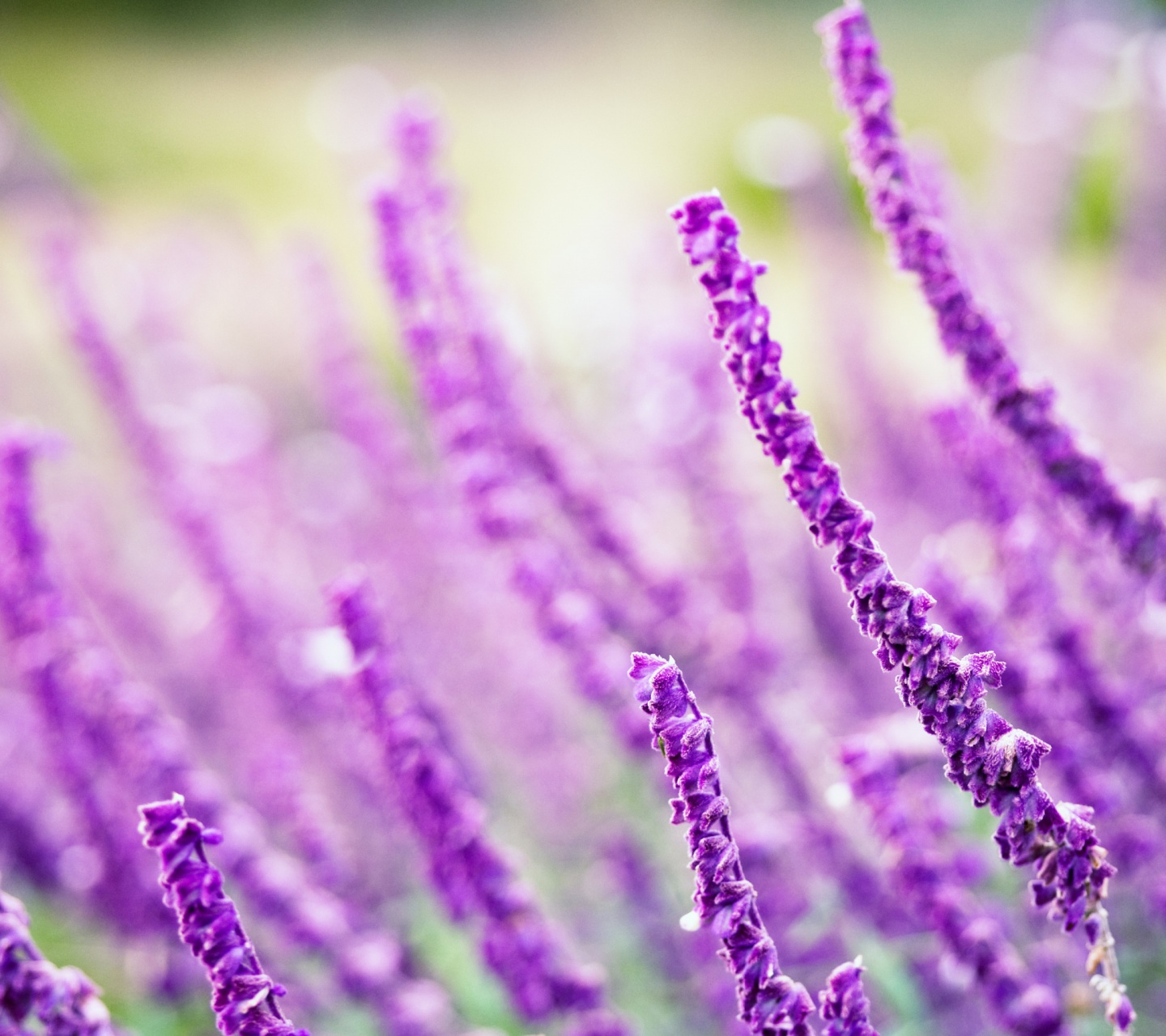 Fondo de pantalla Macro Purple Flowers 1440x1280