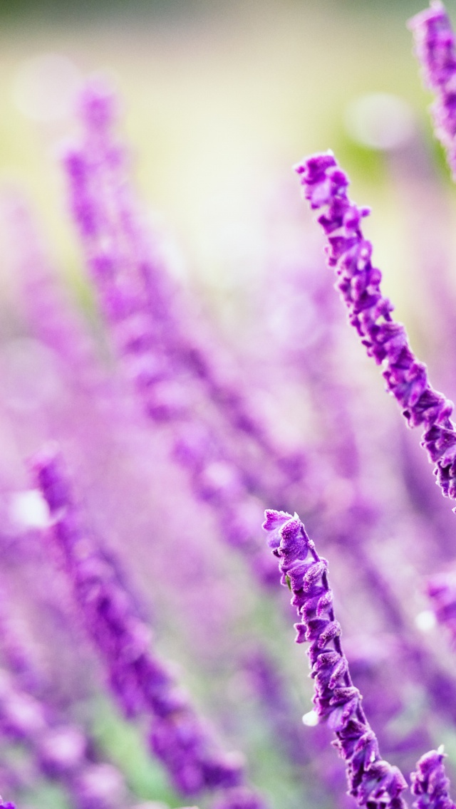 Screenshot №1 pro téma Macro Purple Flowers 640x1136