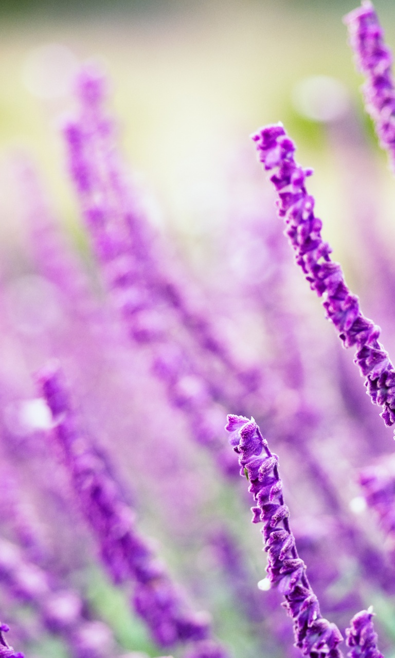 Fondo de pantalla Macro Purple Flowers 768x1280
