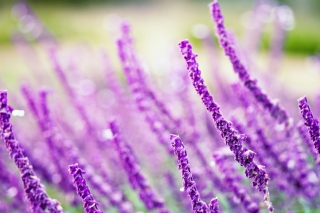 Free Macro Purple Flowers Picture for Android, iPhone and iPad