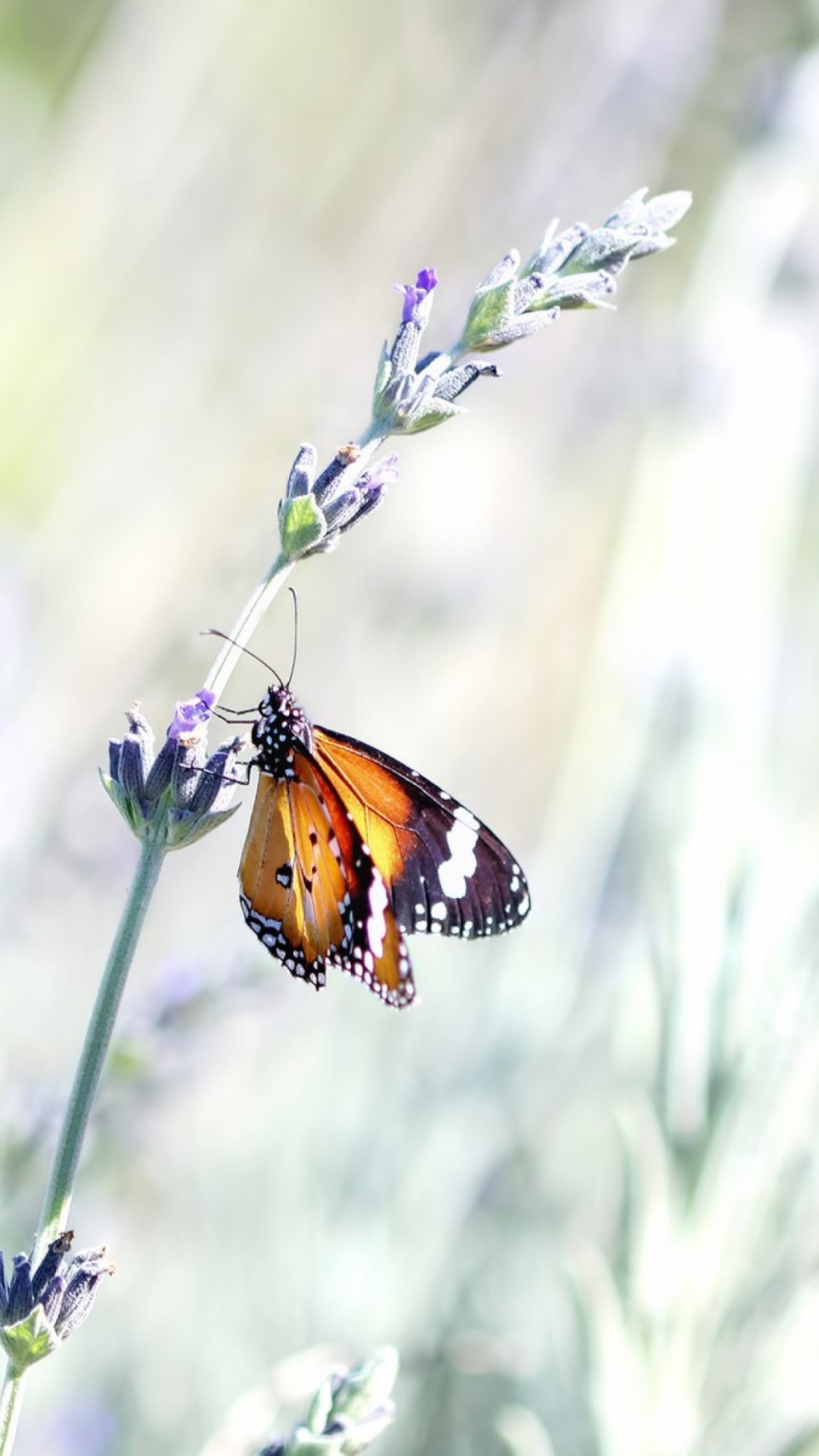 Обои Butterfly On Wild Flowers 1080x1920