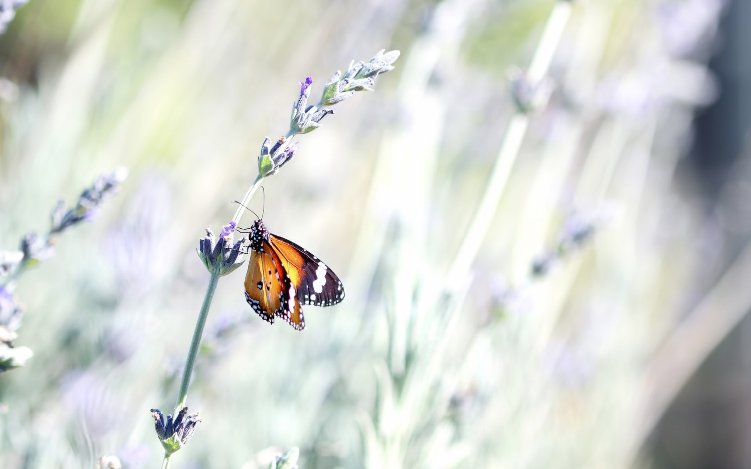 Das Butterfly On Wild Flowers Wallpaper 2560x1600