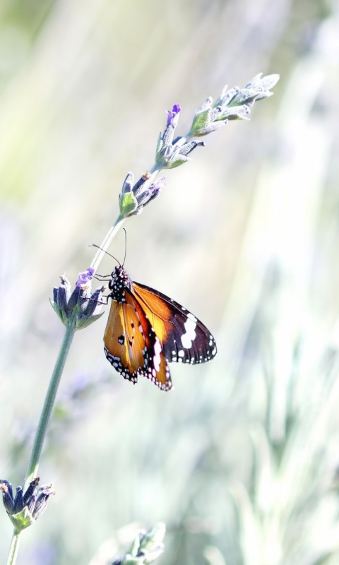 Обои Butterfly On Wild Flowers 480x800