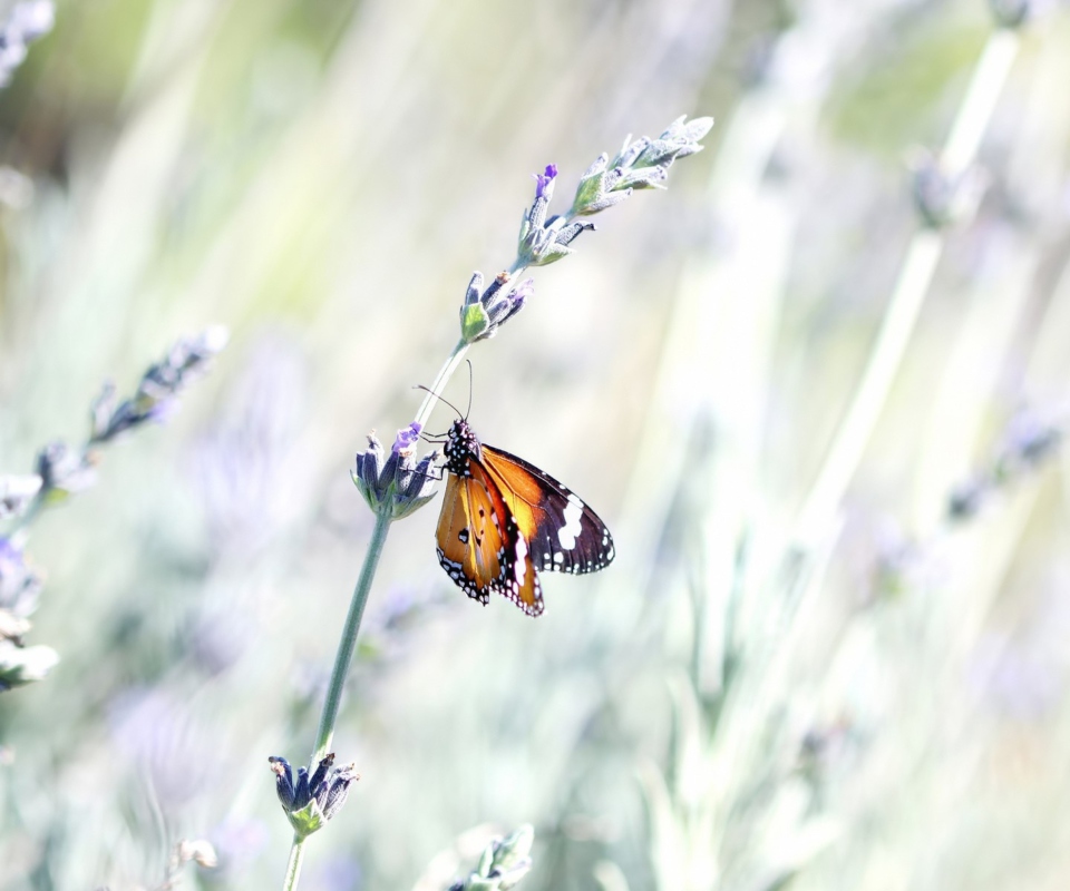 Обои Butterfly On Wild Flowers 960x800