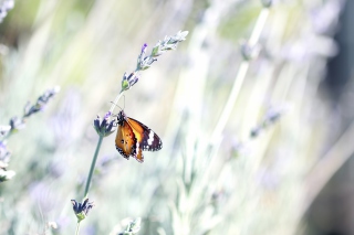 Butterfly On Wild Flowers papel de parede para celular para LG Optimus M