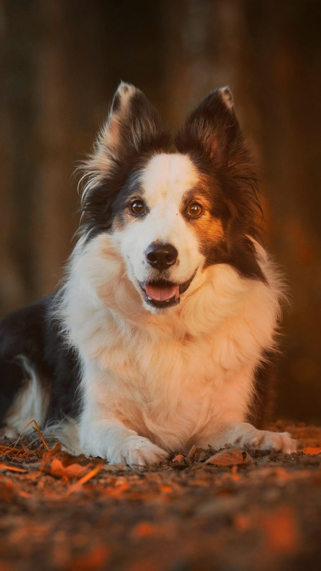 Border Collie wallpaper 1080x1920