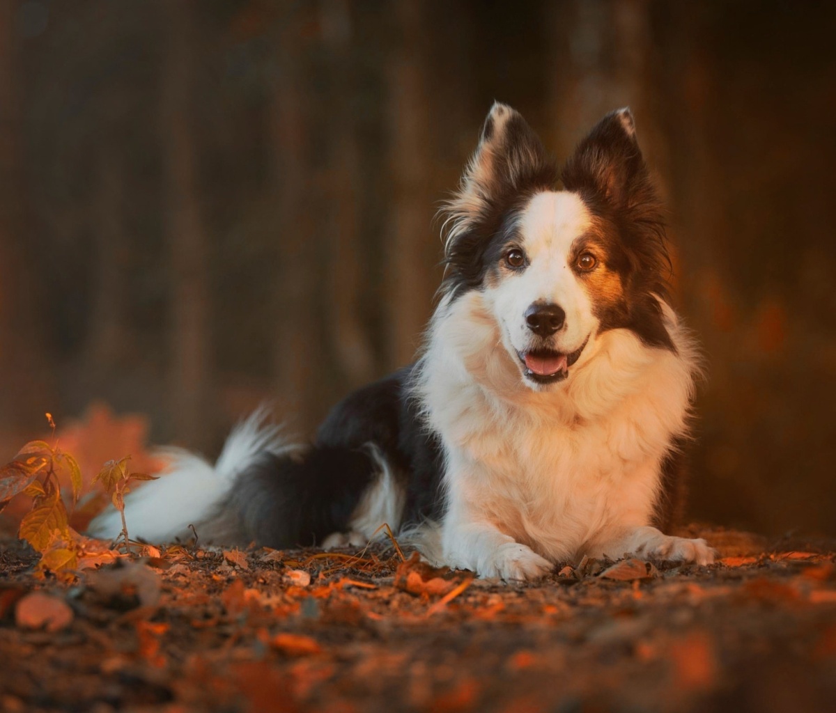 Border Collie wallpaper 1200x1024