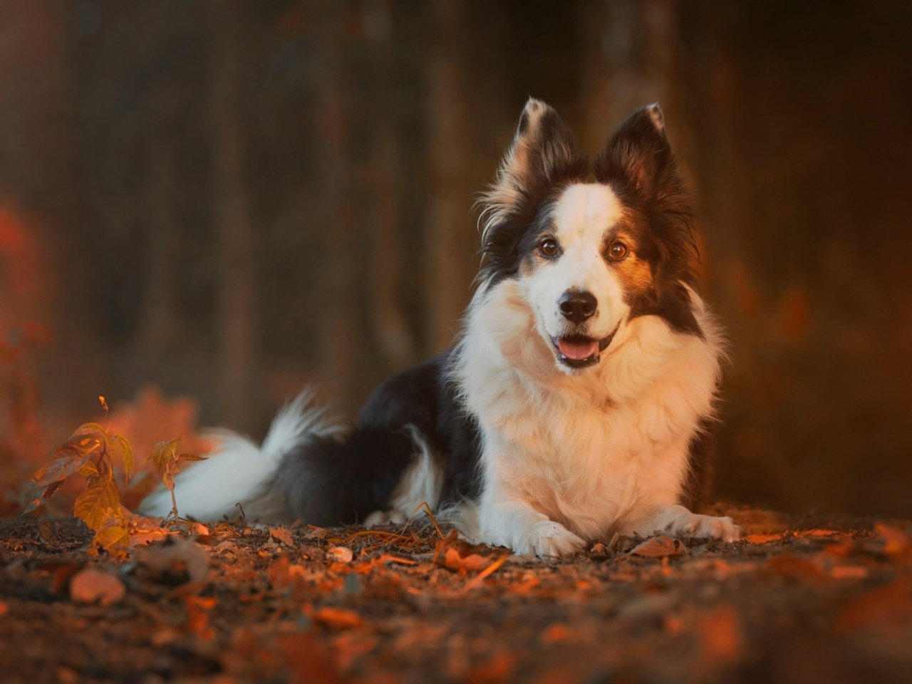 Border Collie wallpaper 1280x960