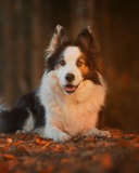 Screenshot №1 pro téma Border Collie 128x160