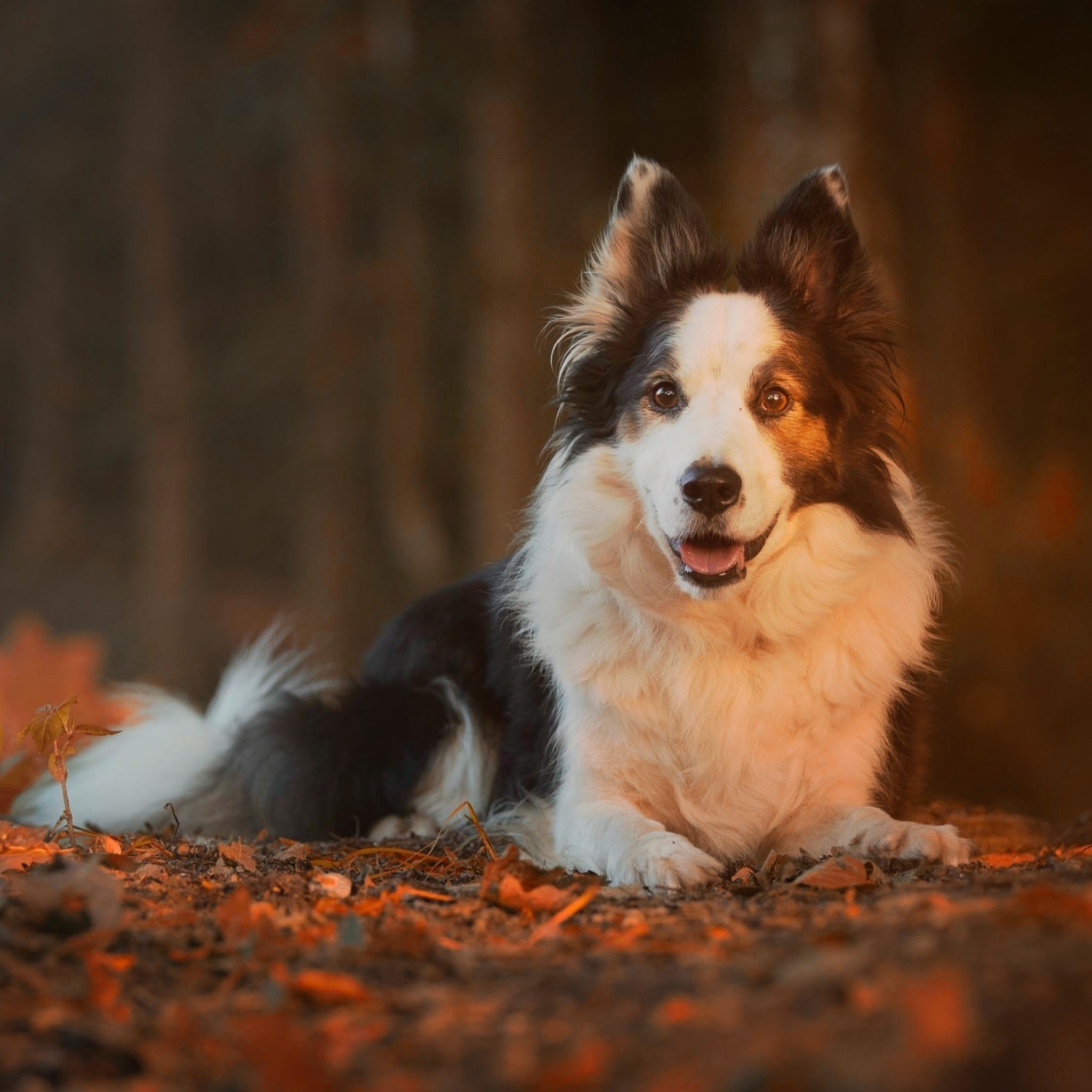 Das Border Collie Wallpaper 2048x2048